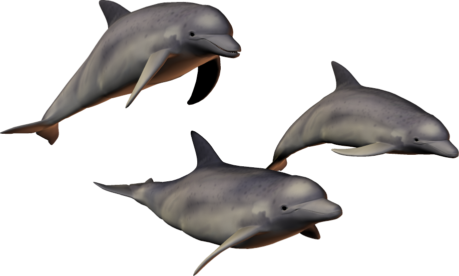 dolphin_PNG9128.png