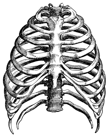 Anatomy Of The Rib Cage Clip Art, Vector Images & Illustrations ...