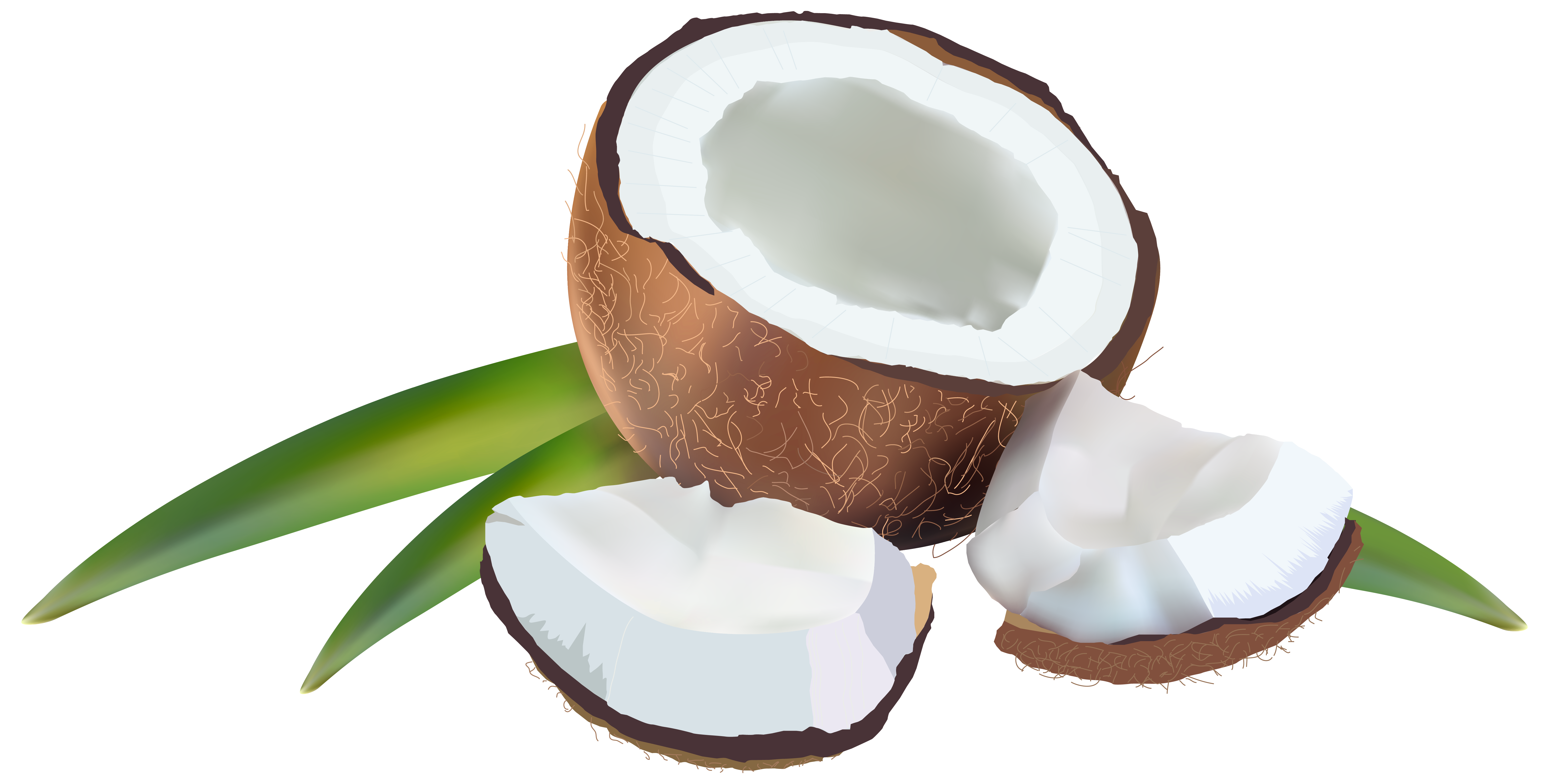 Coconut PNG Transparent Images | PNG All