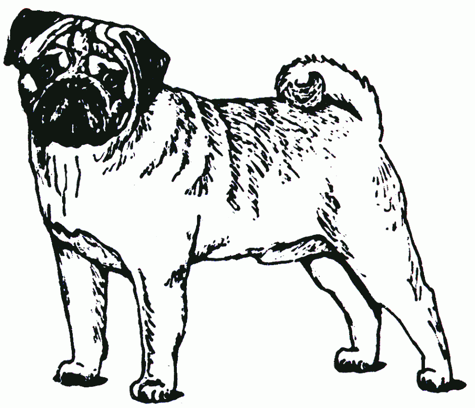 pug clip art | Hostted