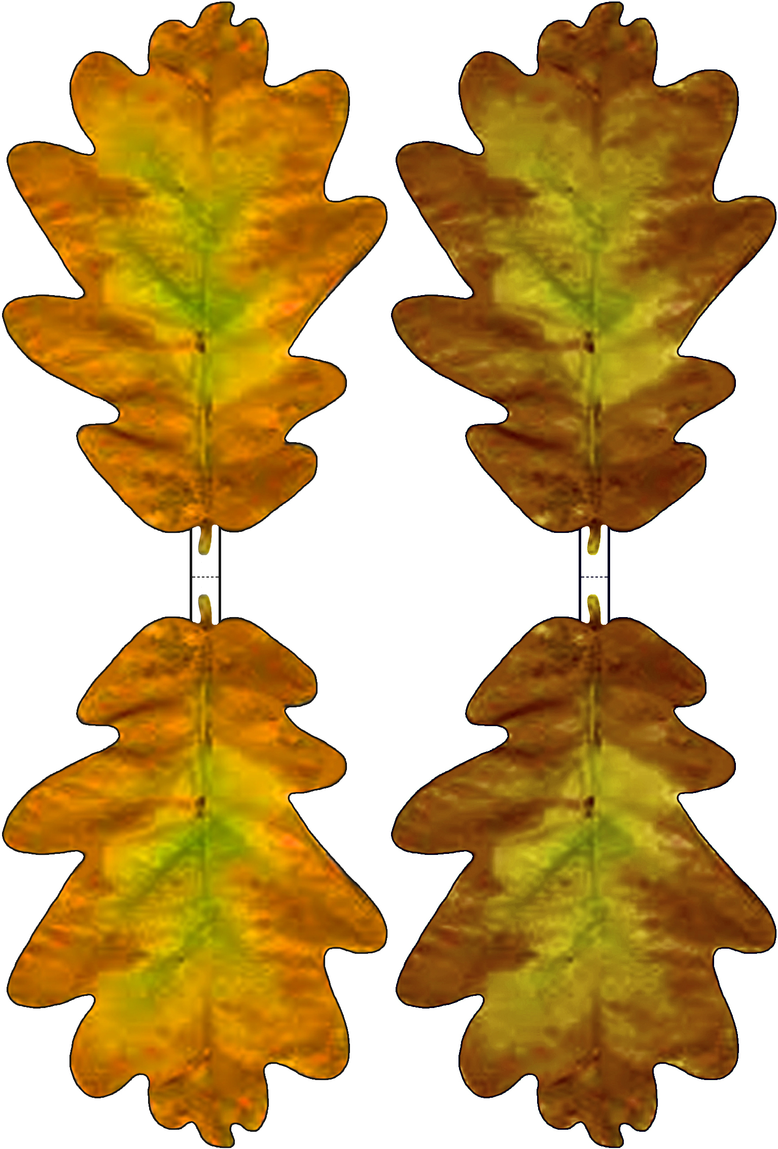 Picture Of Oak Leaves | Free Download Clip Art | Free Clip Art ...