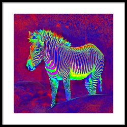 Neon Zebra Painting by Jane Schnetlage