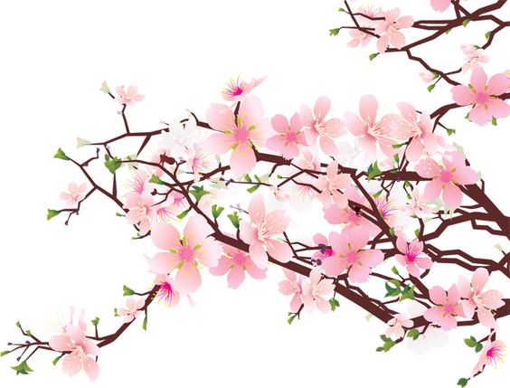 Sakura flower clipart png