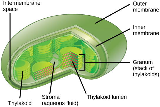 Chloroplasts Diagram - ClipArt Best
