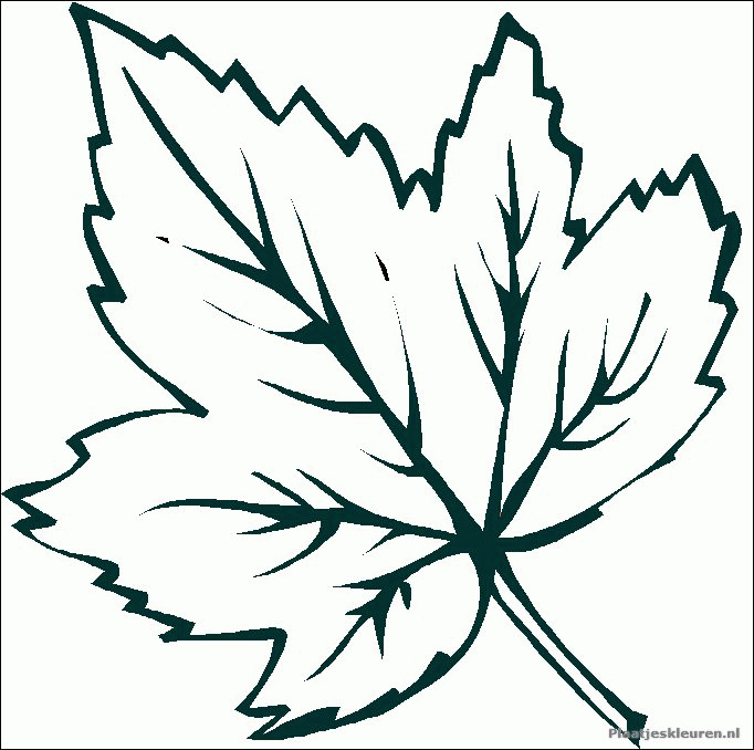 Leaf Coloring Pages - Coloringpages1001. - ClipArt Best - ClipArt Best