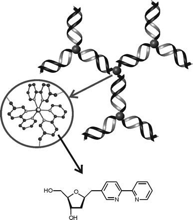 Metal-mediated aggregation of DNA comprising 2,2?-bipyridine ...