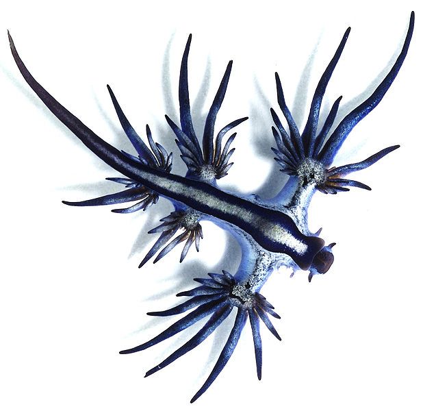 Blue Dragon Mollusk | ImgAce