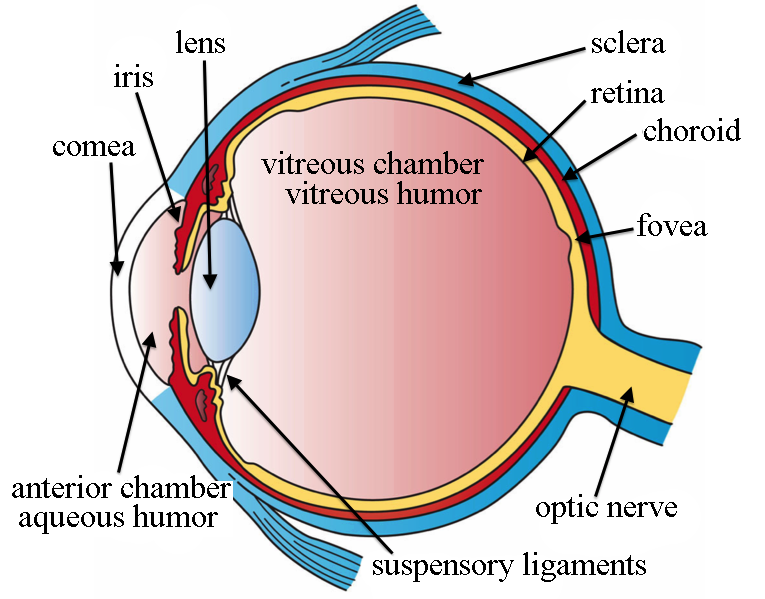 How do our eyes work? - science made simple