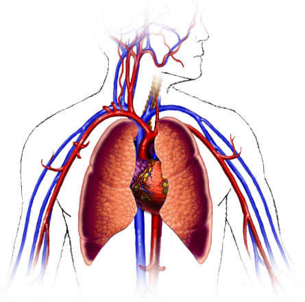 The Importance of the Circulatory System - MIND BODY SCIENCE