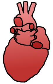 Dorsal View Of The Human Heart - ClipArt Best