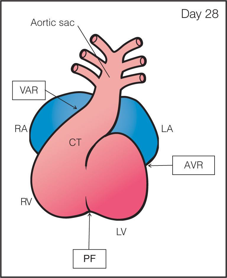 Embryology of the Heart | Obgyn Key