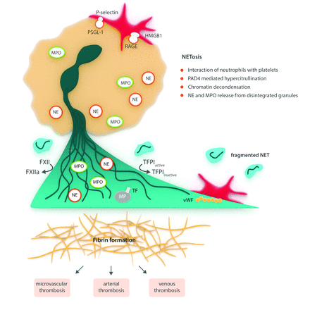 Propagation of thrombosis by neutrophils and extracellular ...