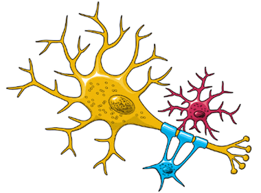 Clip Art Neurons Clipart - Free to use Clip Art Resource