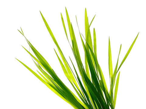 Blade Of Grass Pictures, Images and Stock Photos