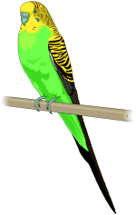 Parakeet Clipart - Tumundografico