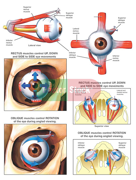 Anatomy and Function of the Eye Muscles | Doctor Stock