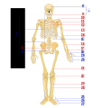 Category:SVG files on human skeleton