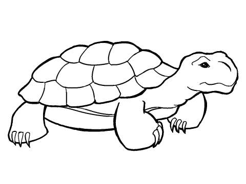 Turtle Line Art