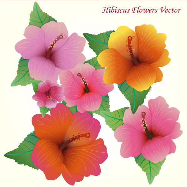 Hibiscus Flowers Vector Art Free | free vectors | UI Download