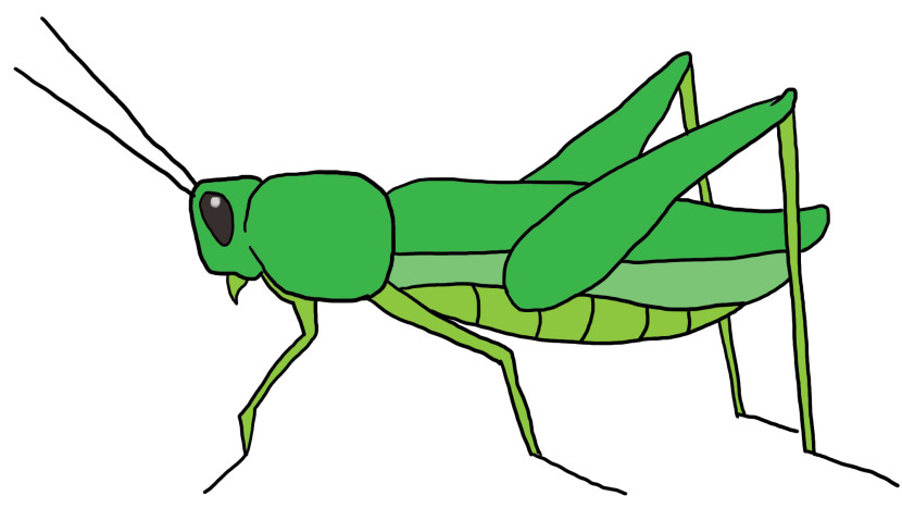 Grasshopper clipart free