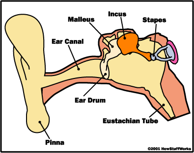 Ear Diagram Clip Art - ClipArt Best