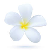 Free clip art plumeria flower - ClipartFox