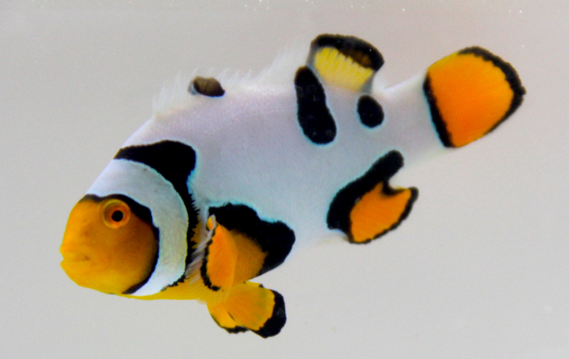 Bali Aquarich Picasso Clownfish