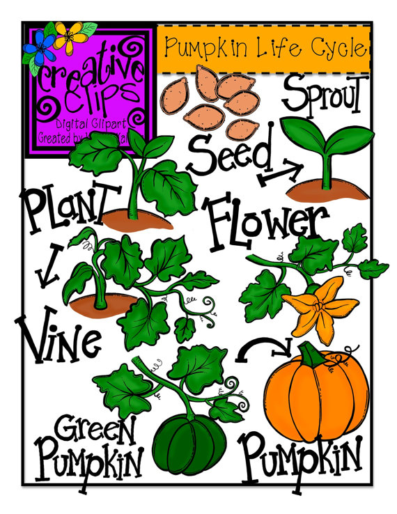 Pumpkin Life Cycle Clipart