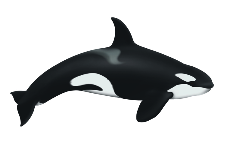 Orca Drawing - ClipArt Best