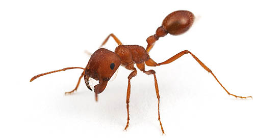 North American Ants