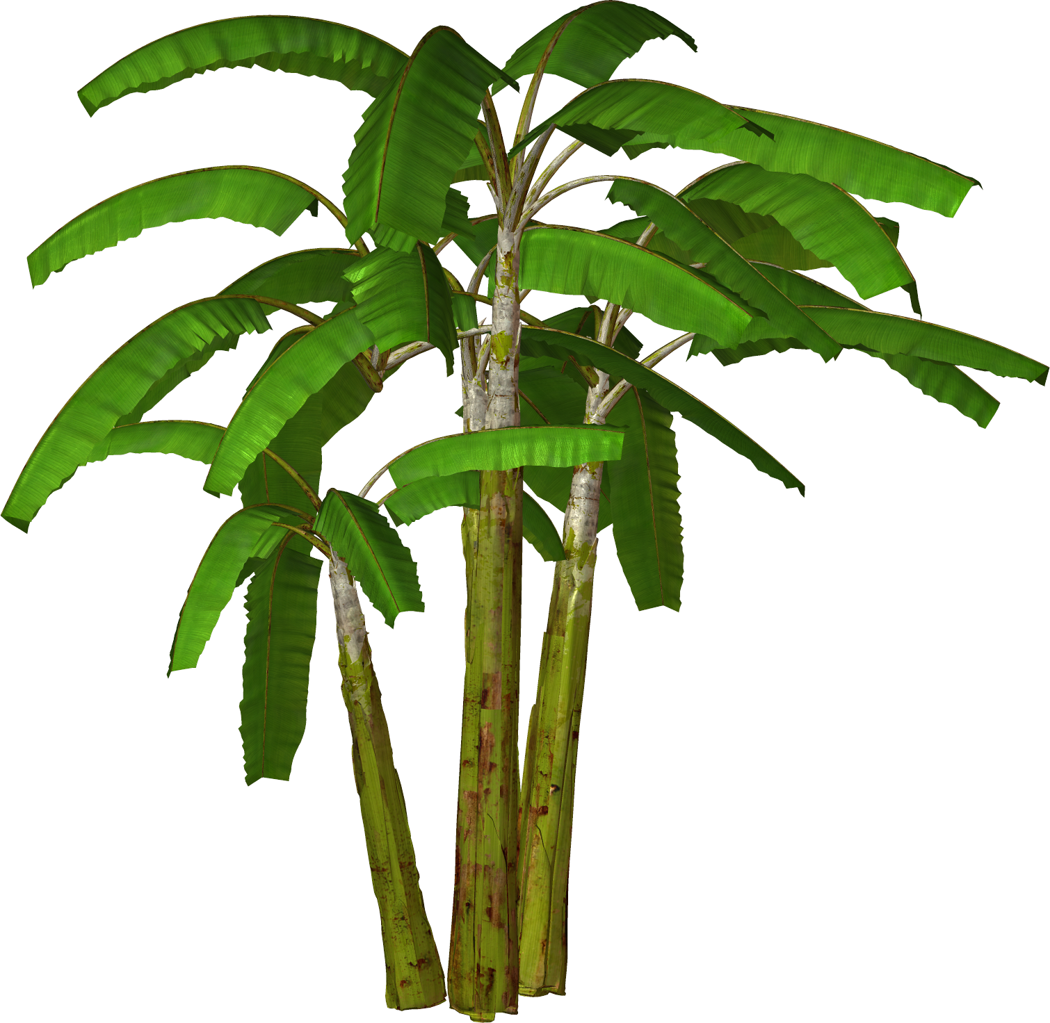 Picture Of Palm Tree | Free Download Clip Art | Free Clip Art | on ...