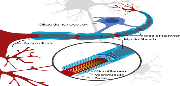 New compounds protect nervous system from the structural damage of MS