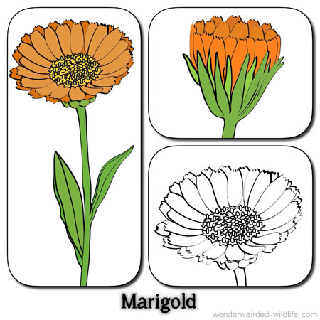 Marigold Clipart | Free Download Clip Art | Free Clip Art | on ...