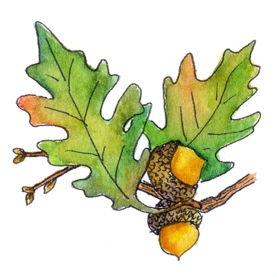 Best Photos of Oak Leaves Acorns Clip Art - Oak Leaves Clip Art ...