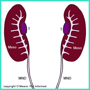 clipart testicle