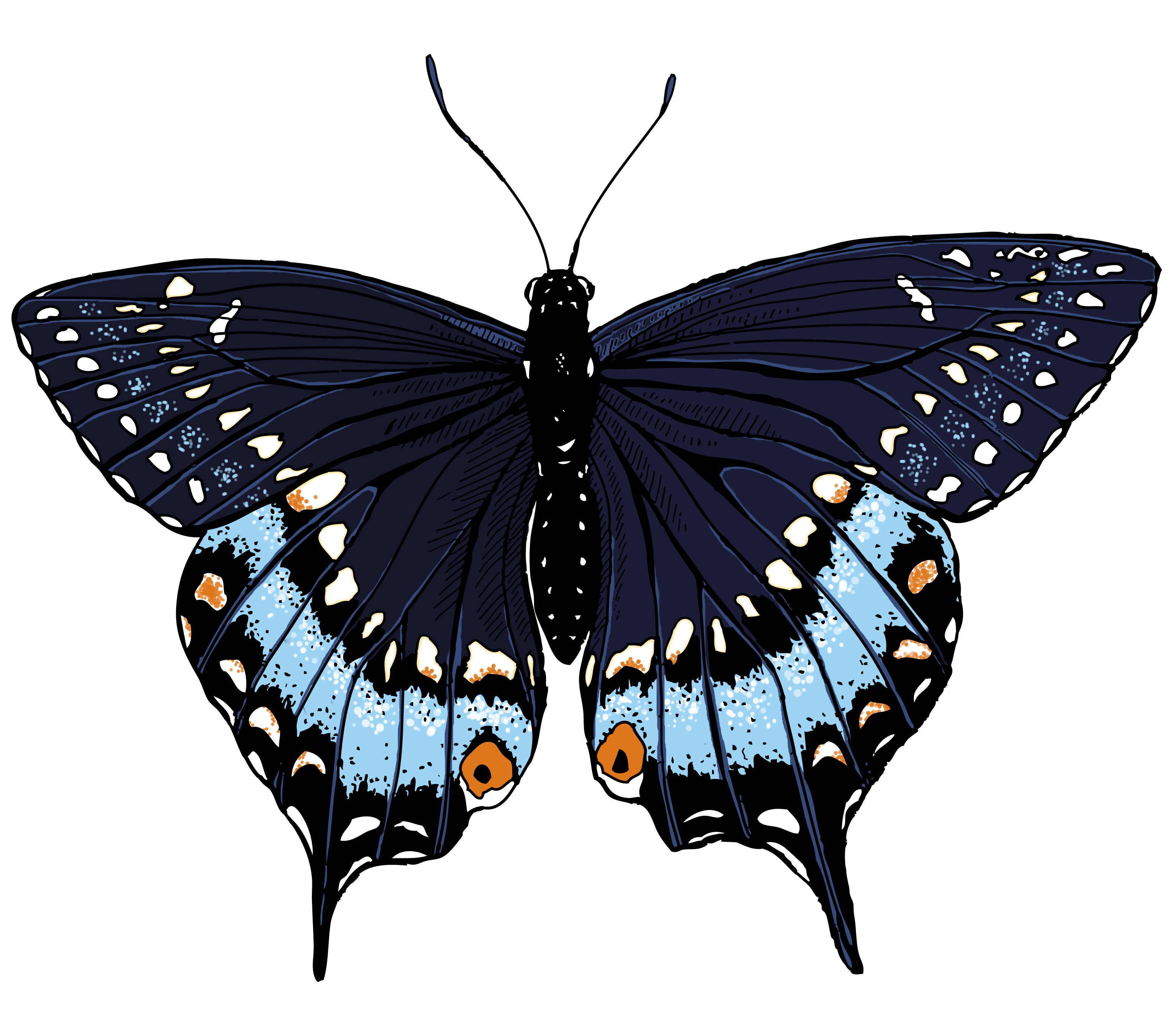 Illustrations Of Butterflies | Free Download Clip Art | Free Clip ...