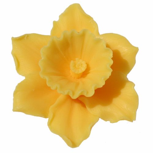 1000+ images about Daffodils