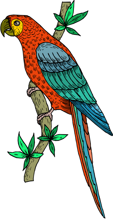 Pirate Parrot Clip Art - Animals clip art - DownloadClipart.org