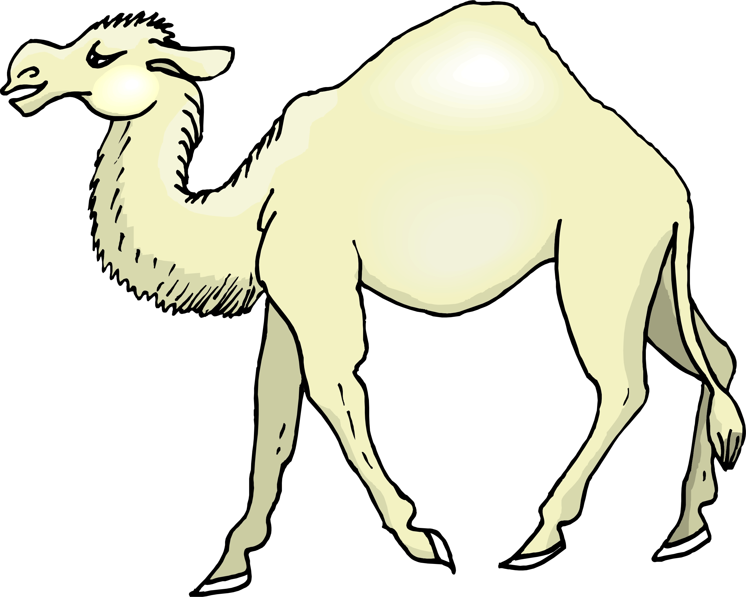 Cartoon Camel Pictures