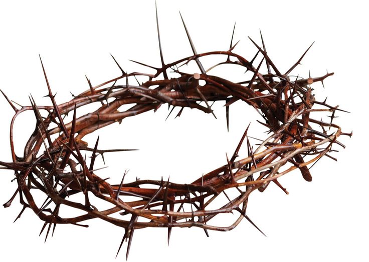 Crown Of Thorns | Good Friday, The ...