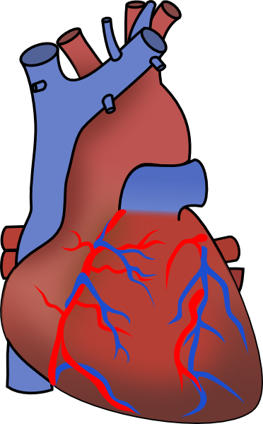 Unlabelled Diagram Of The Heart | Free Download Clip Art | Free ...