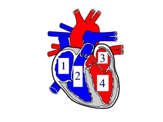 Respiratory system and circulatory system working together with other…