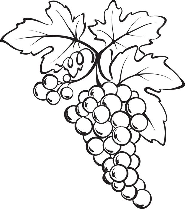 click the grape 4 coloring pages. grapes coloring page. the single ...