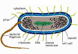 Bacteria