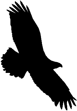 Eagle Clip Art - Tumundografico
