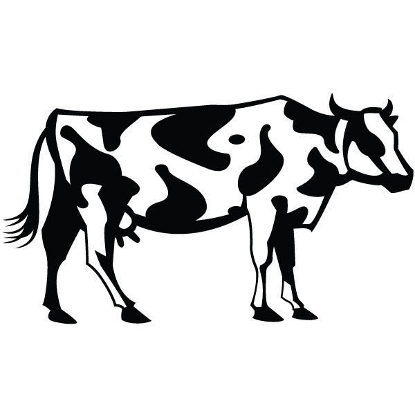 Graphic Cow | Sorority, Custom ...