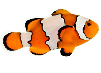 Saltwater Fish /Saltwater Aquarium Clown Fish