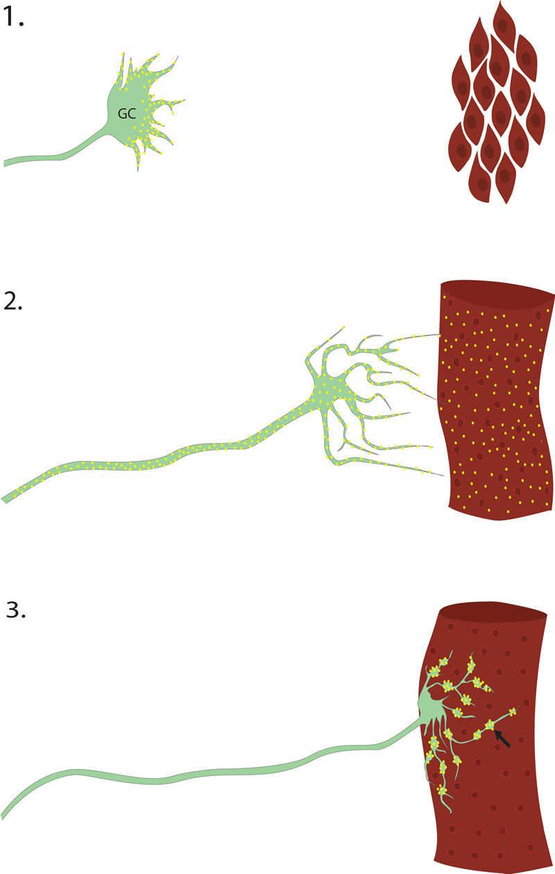 FruitFly: Shaker Development