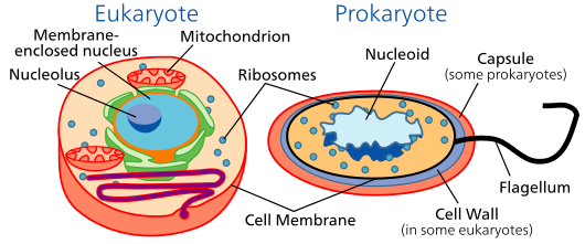 Nucleoid