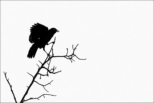 Silhouette Of A Blackbird - ClipArt Best